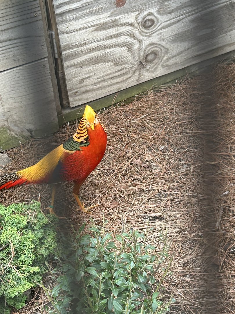 May 2023- Golden pheasant
