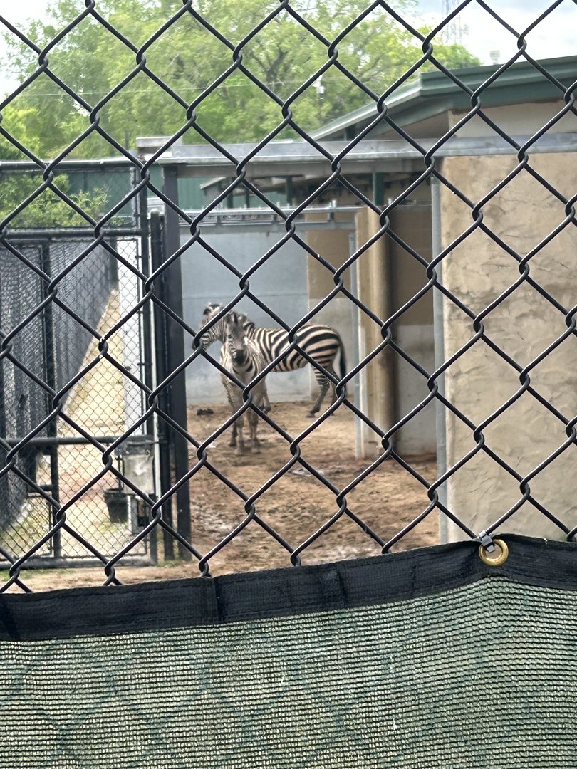 May 2023- Grant’s zebras