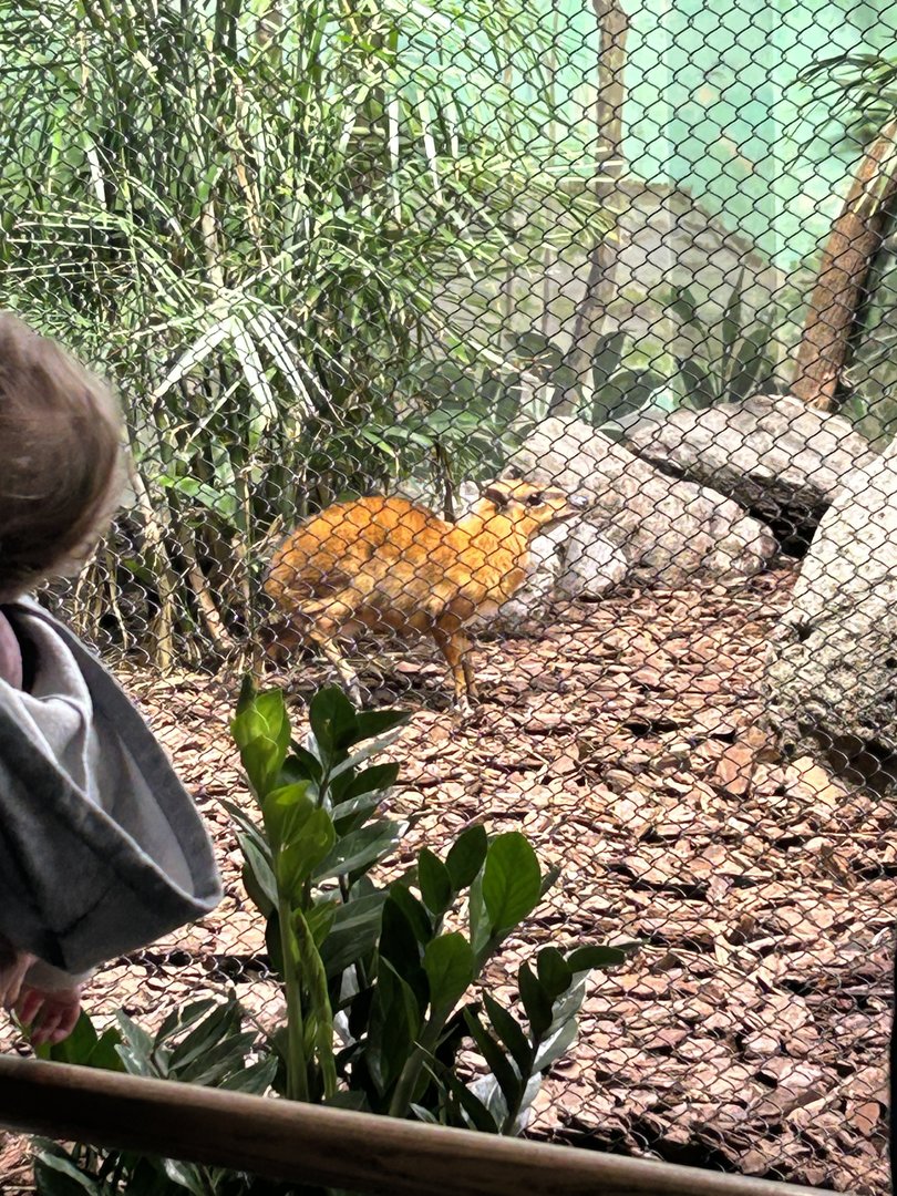 May 2023- Greater Malayan chevrotain