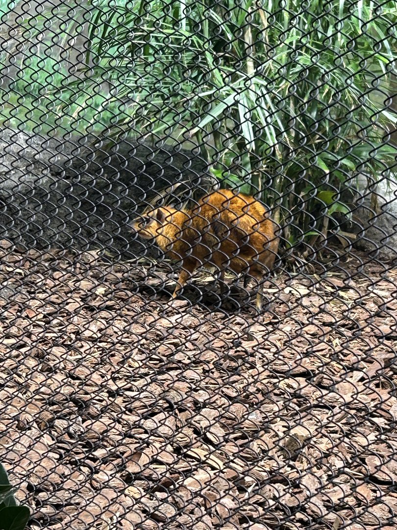 May 2023- Greater Malayan chevrotain