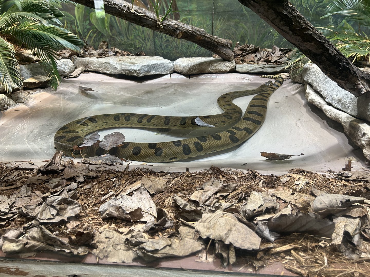 May 2023- Green anaconda