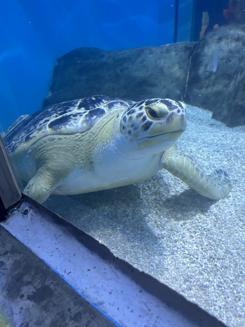 May 2023- Green sea turtle