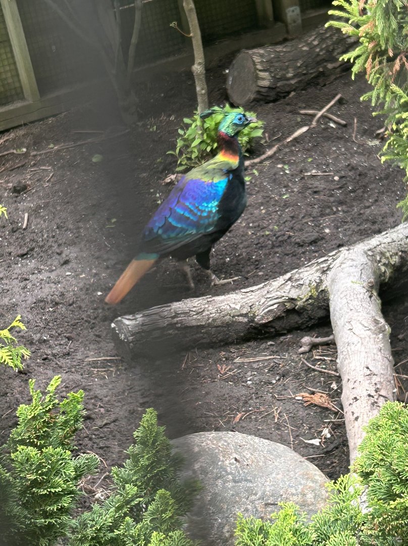 May 2023- Himalayan monal