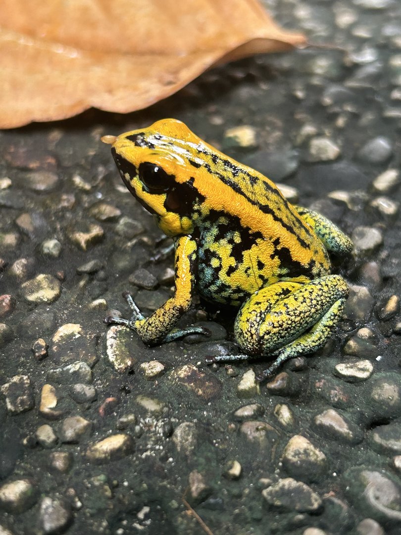 May 2023- Hybrid poison dart frog(?)