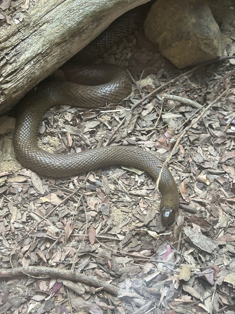 May 2023- Inland taipan