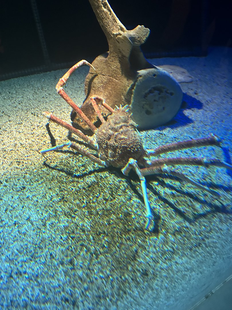 May 2023- Japanese spider crab