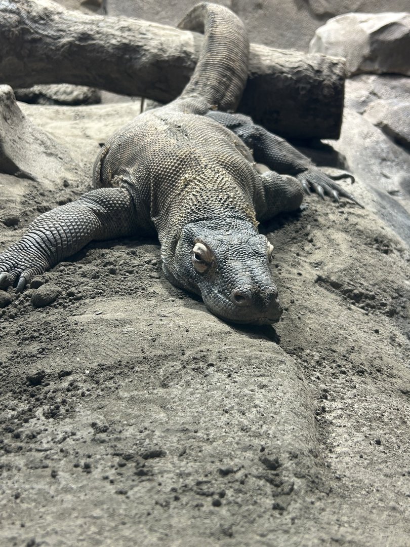 May 2023- Komodo dragon