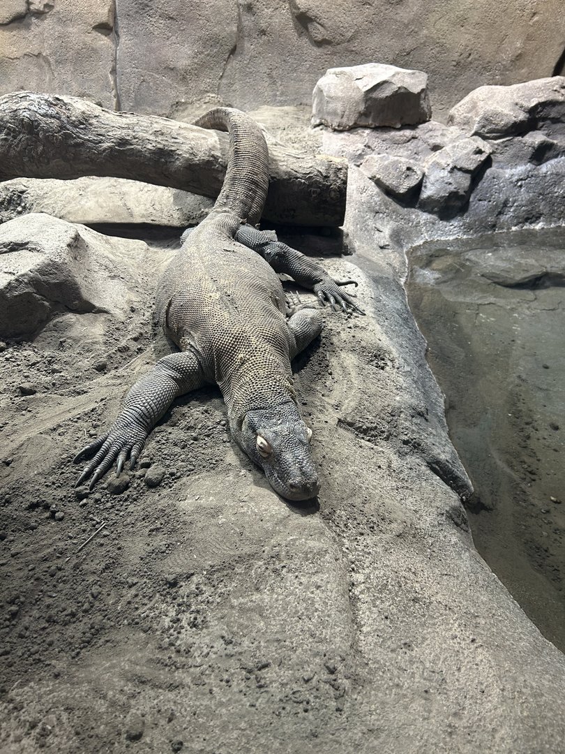 May 2023- Komodo dragon