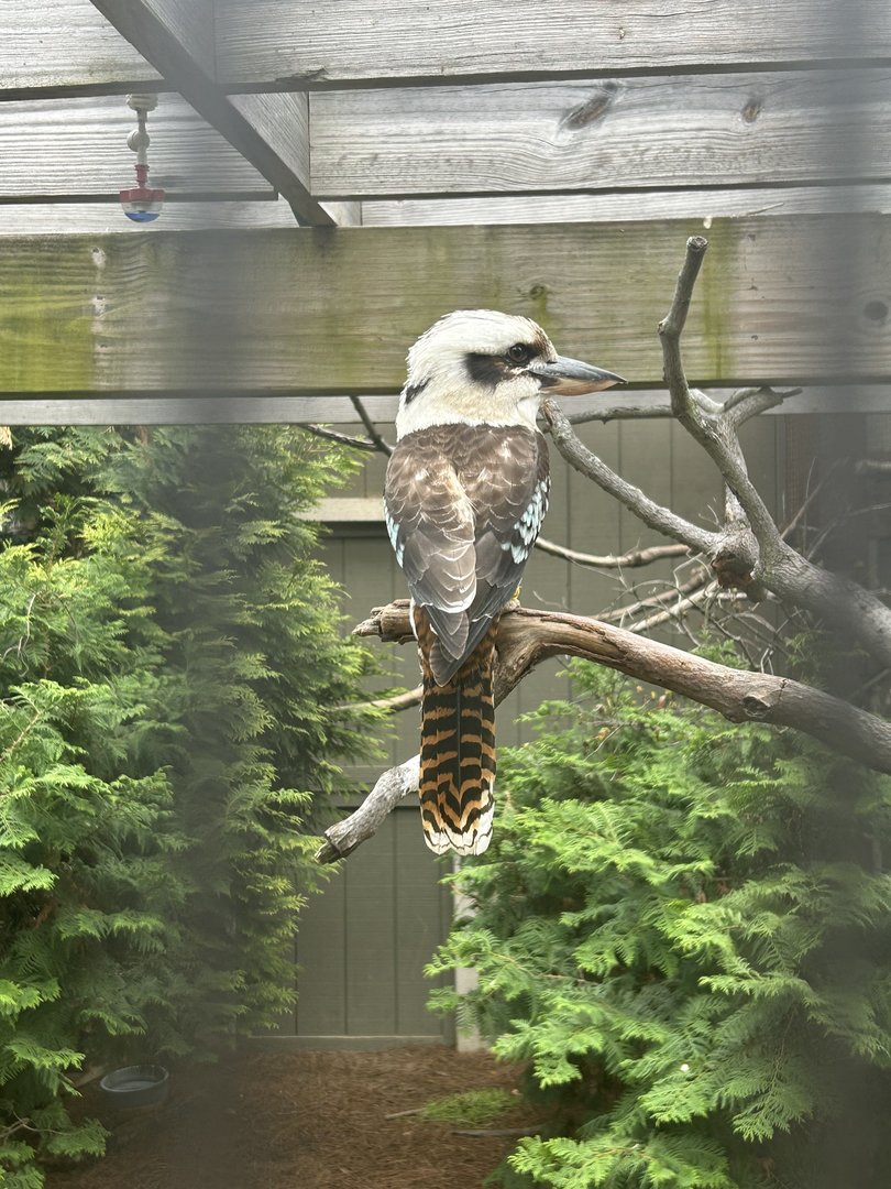 May 2023- Laughing kookaburra