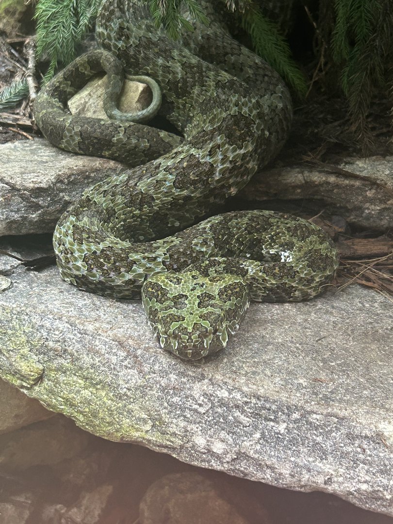 May 2023- Mangshan pit viper