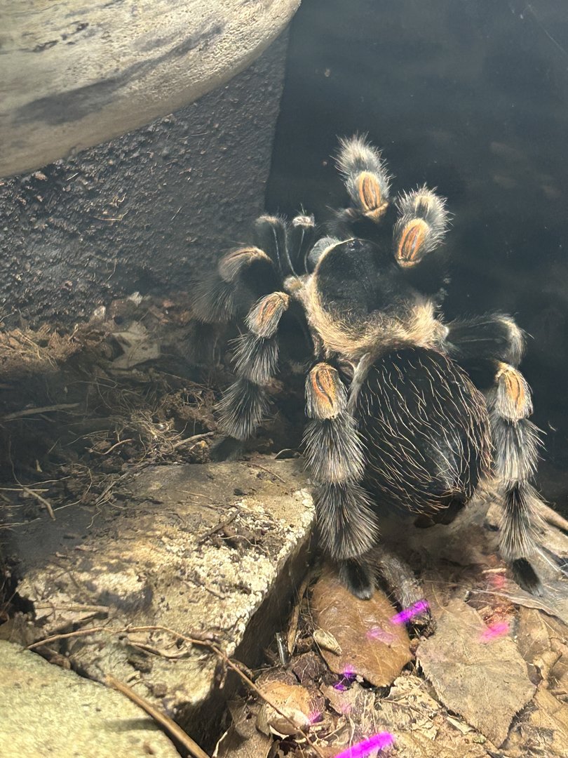 May 2023- Mexican red-knee tarantula