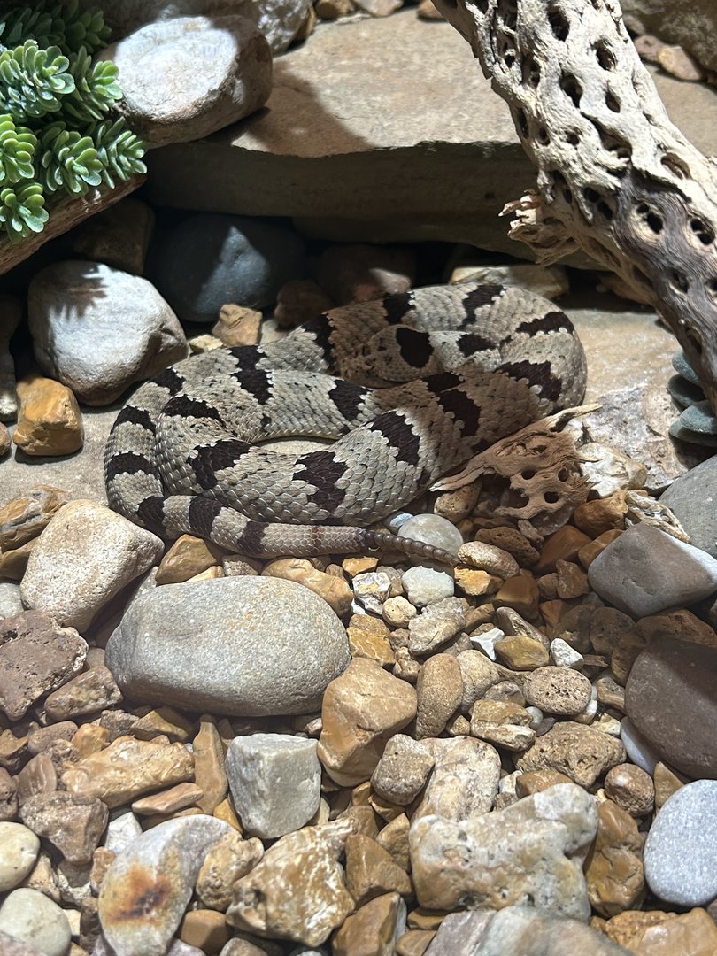 May 2023- Mottled rock rattlesnake