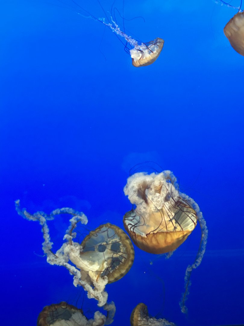 May 2023- Pacific sea nettles