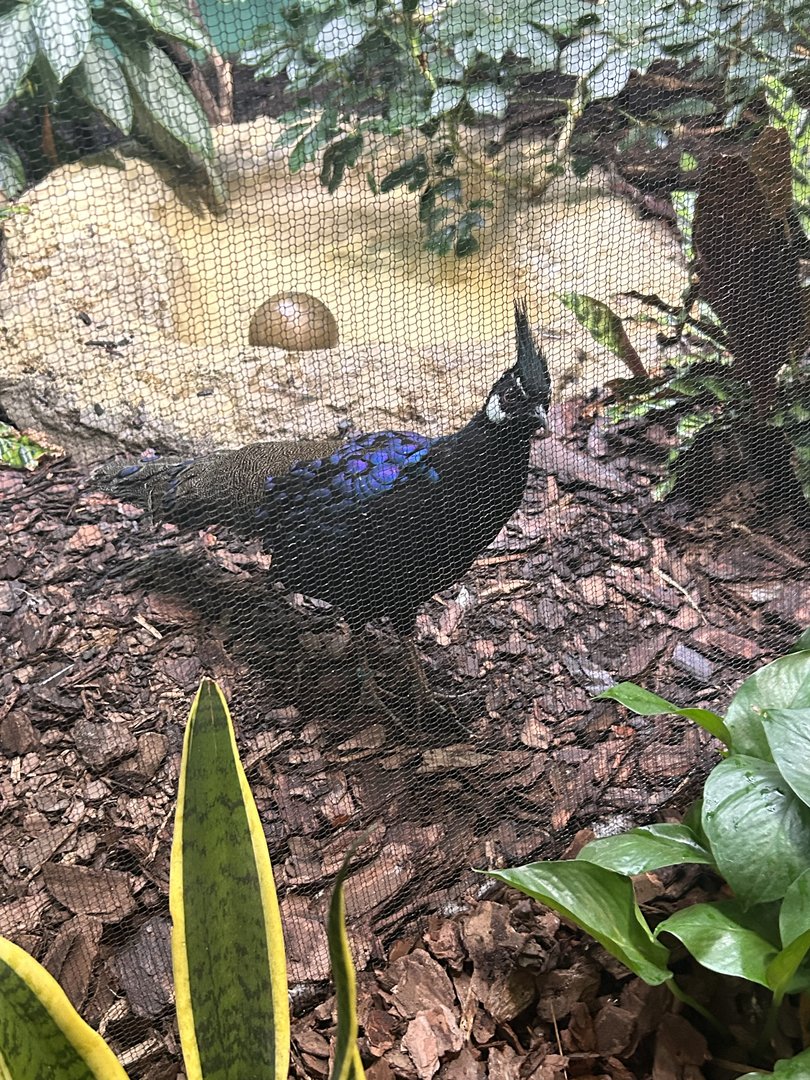 May 2023- Palawan peacock-pheasant