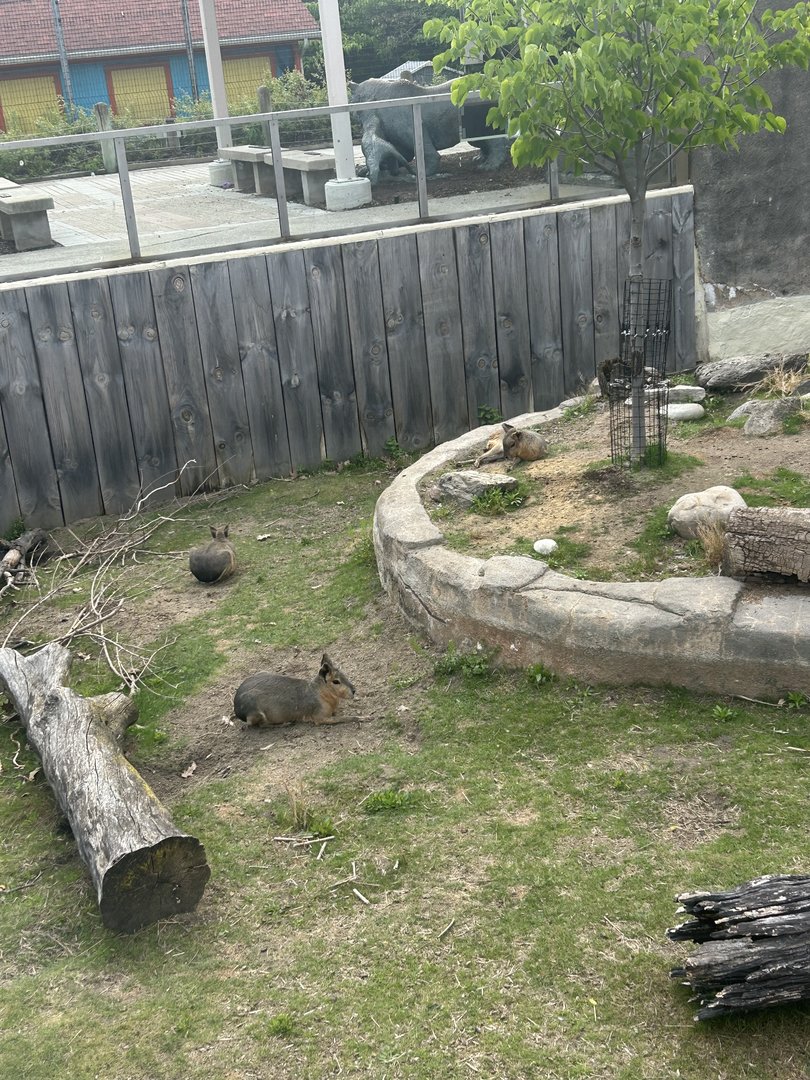 May 2023- Patagonian maras