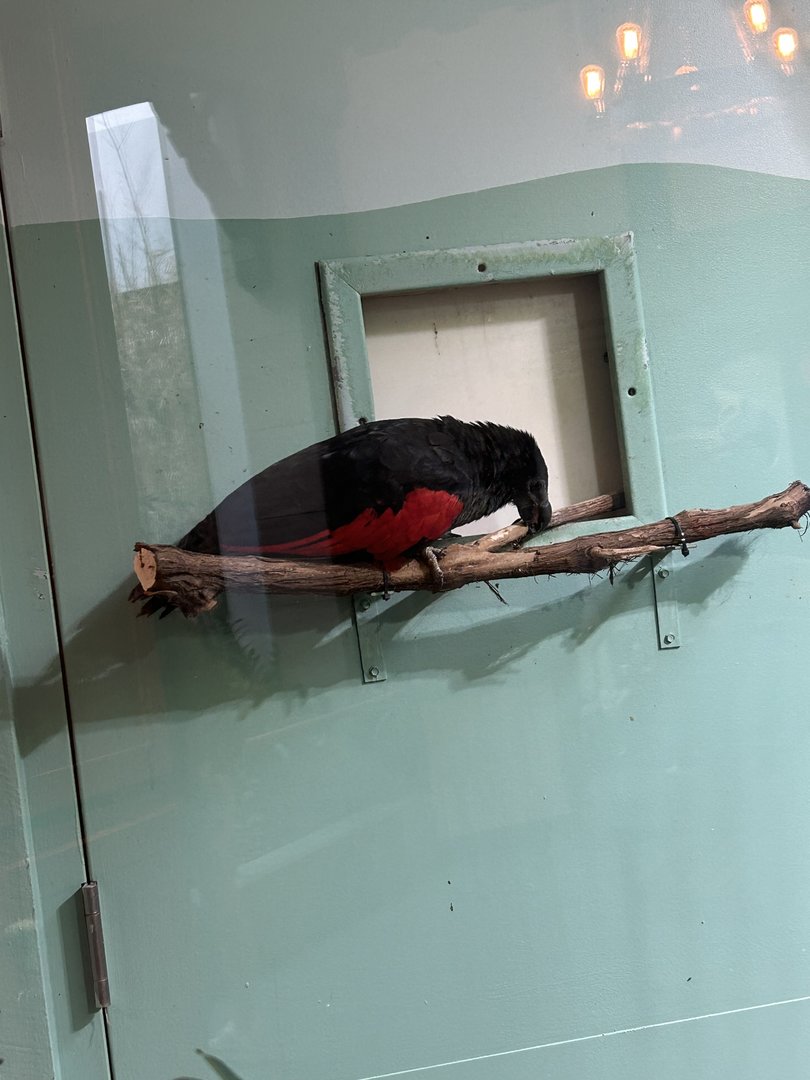 May 2023- Pesquet’s parrot