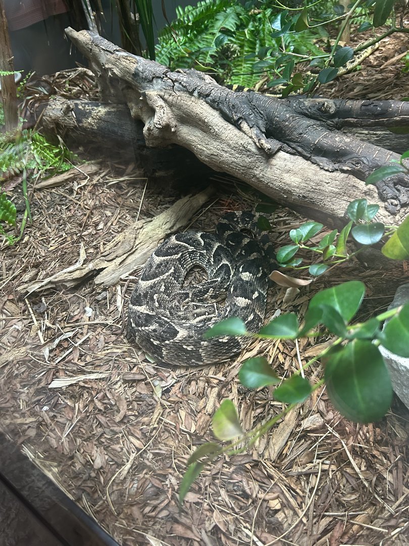 May 2023- Puff adder