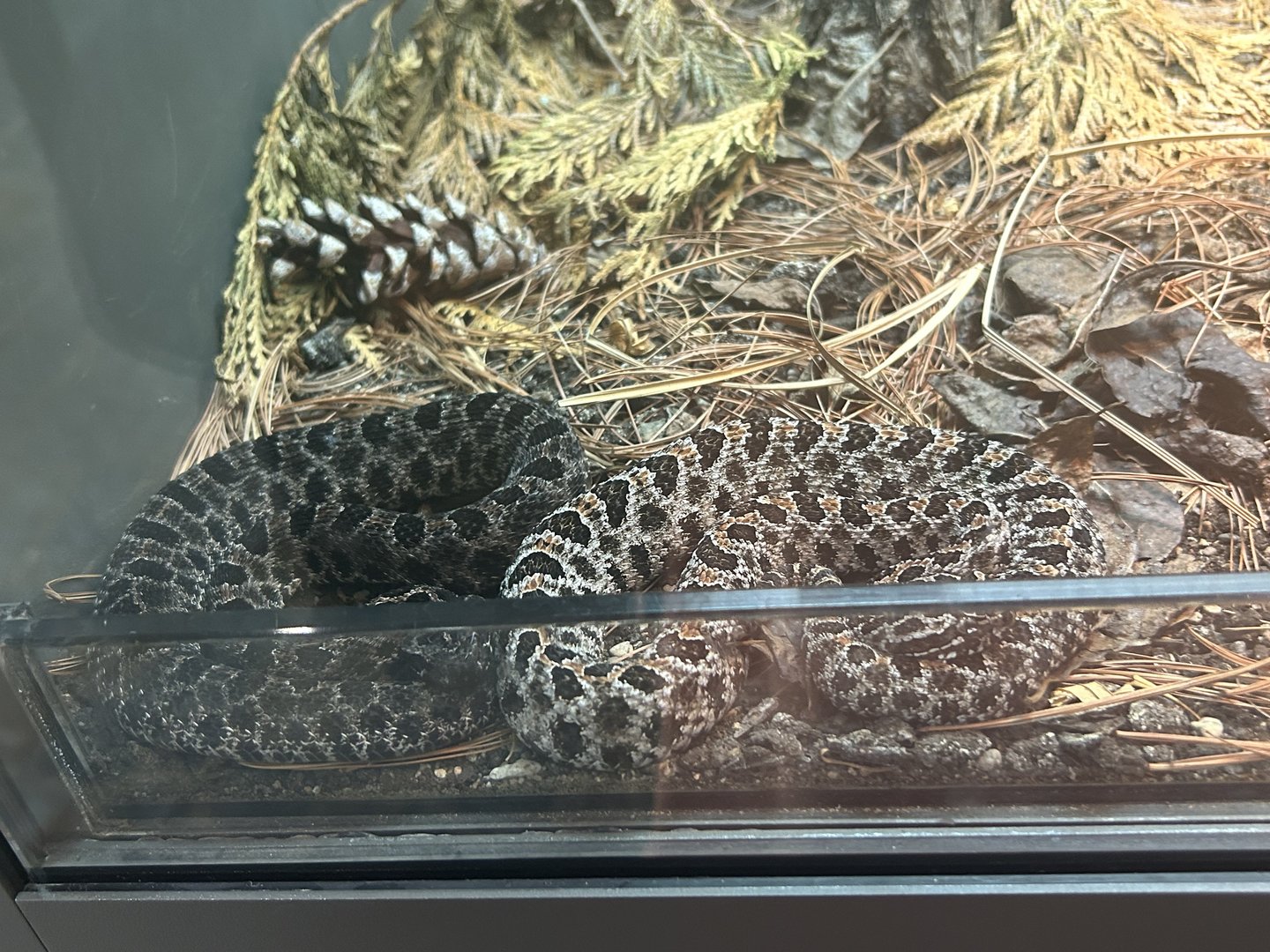 May 2023- Pygmy rattlesnakes