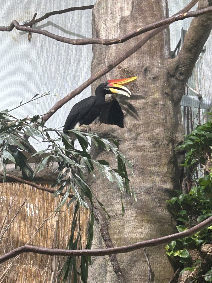 May 2023- Rhinoceros hornbill