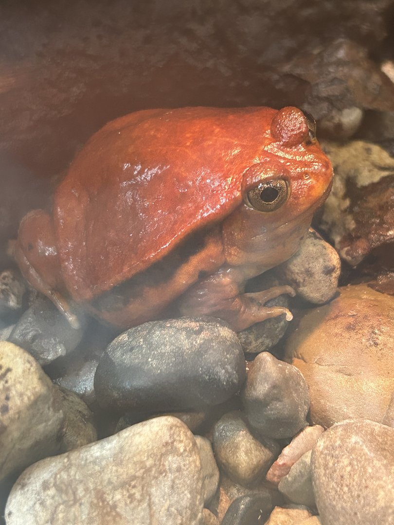 May 2023- Sambava tomato frog