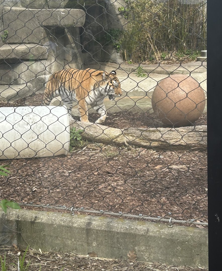 May 2023- Siberian tiger