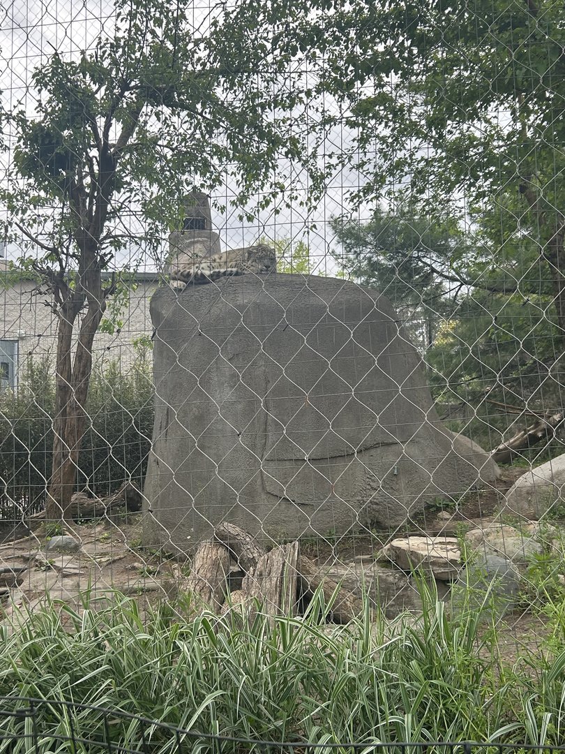 May 2023- Snow leopard