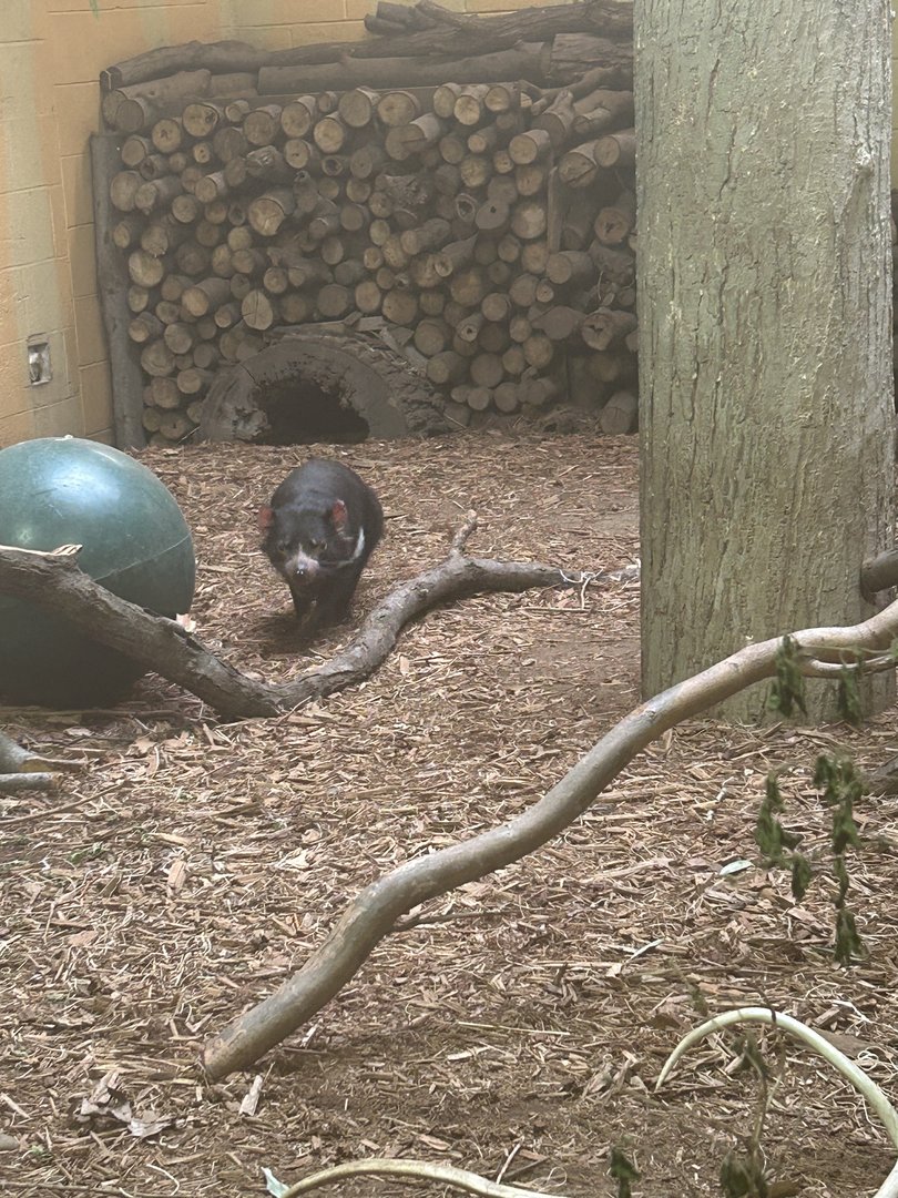 May 2023- Tasmanian devil