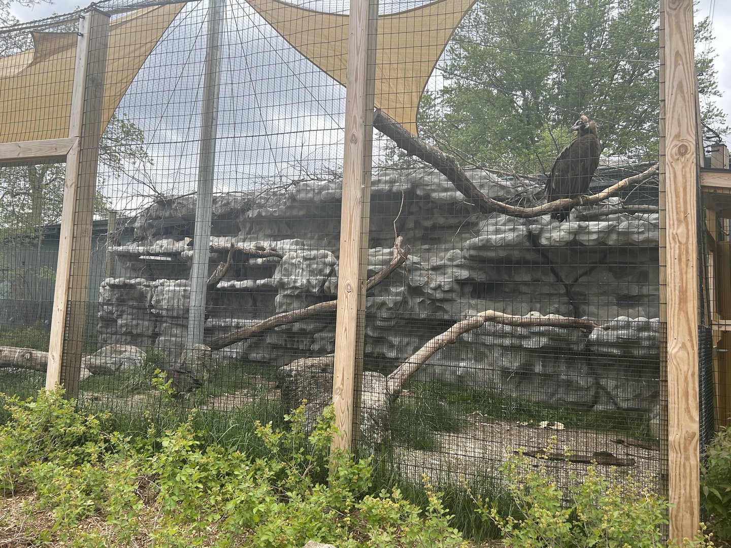 May 2023- Waldrapp ibis and Cinereous vulture exhibit