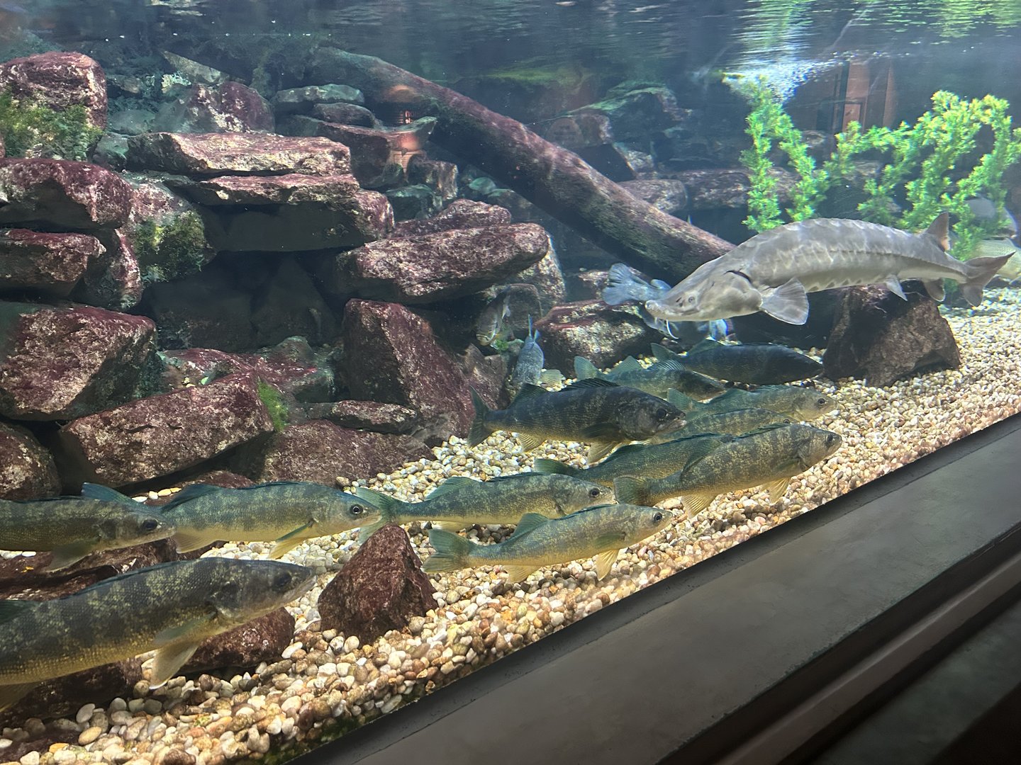 May 2023- Walleye and Lake sturgeon