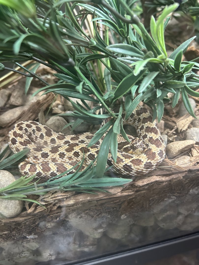 May 2023- Western hognose snake