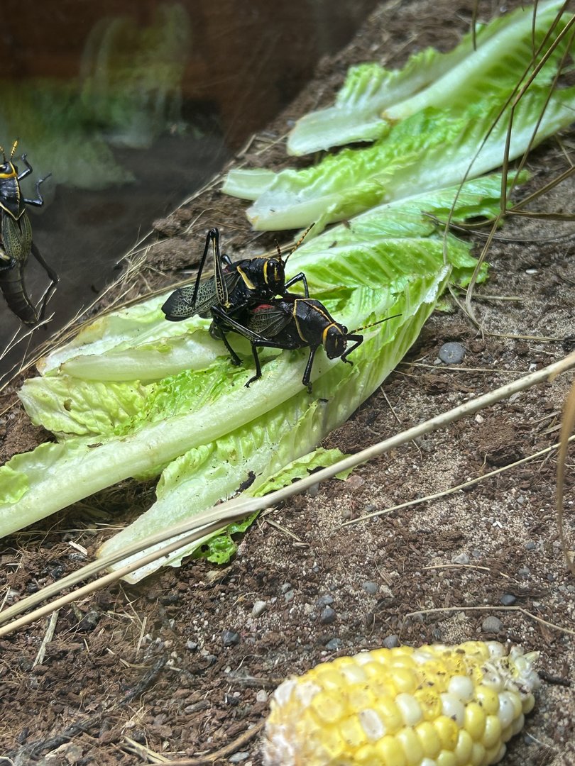 May 2023- Western horse lubber grasshoppers