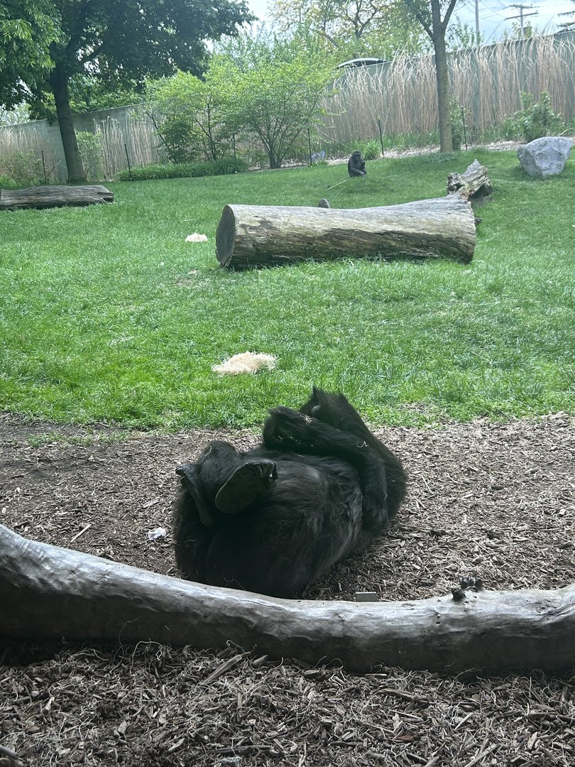 May 2023- Western lowland gorillas