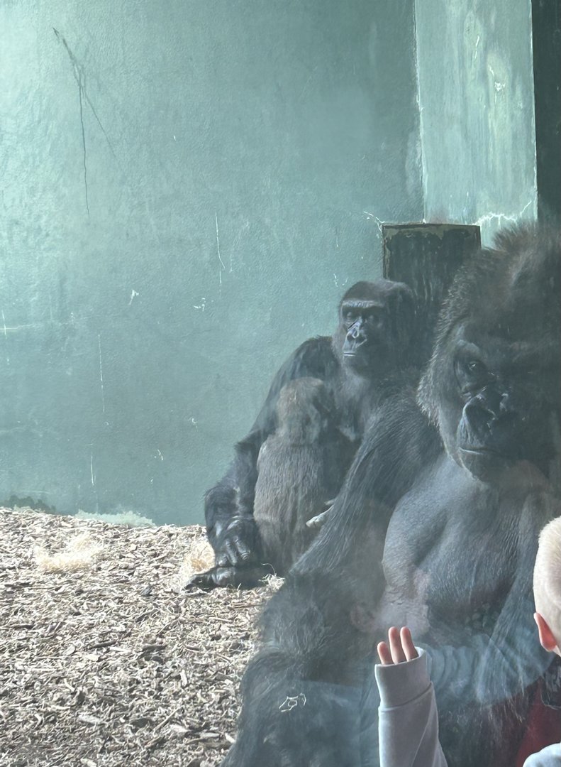 May 2023- Western lowland gorillas
