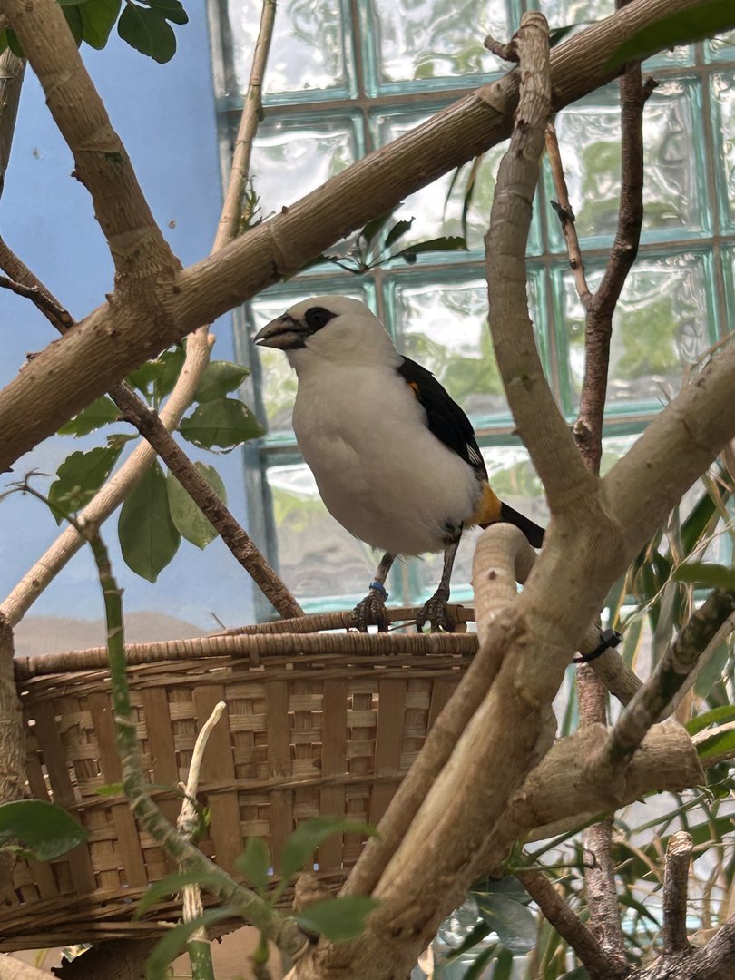 May 2023- White-headed buffalo weaver
