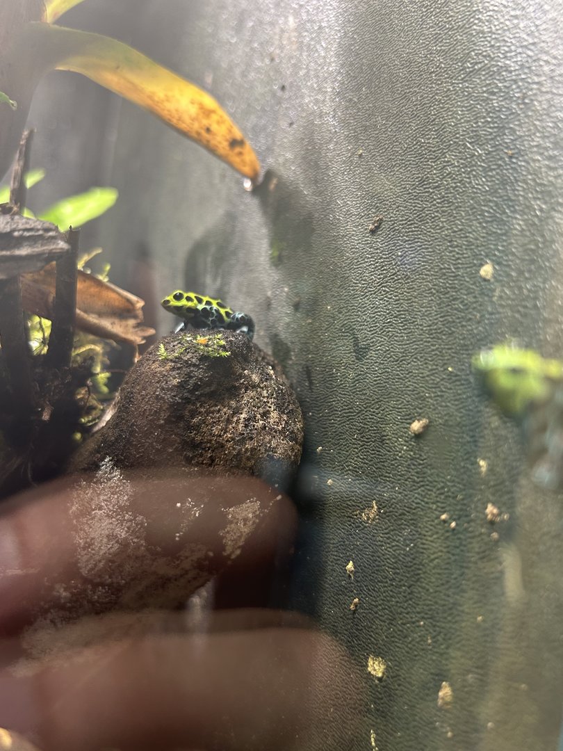 May 2023- Zimmerman’s poison frog