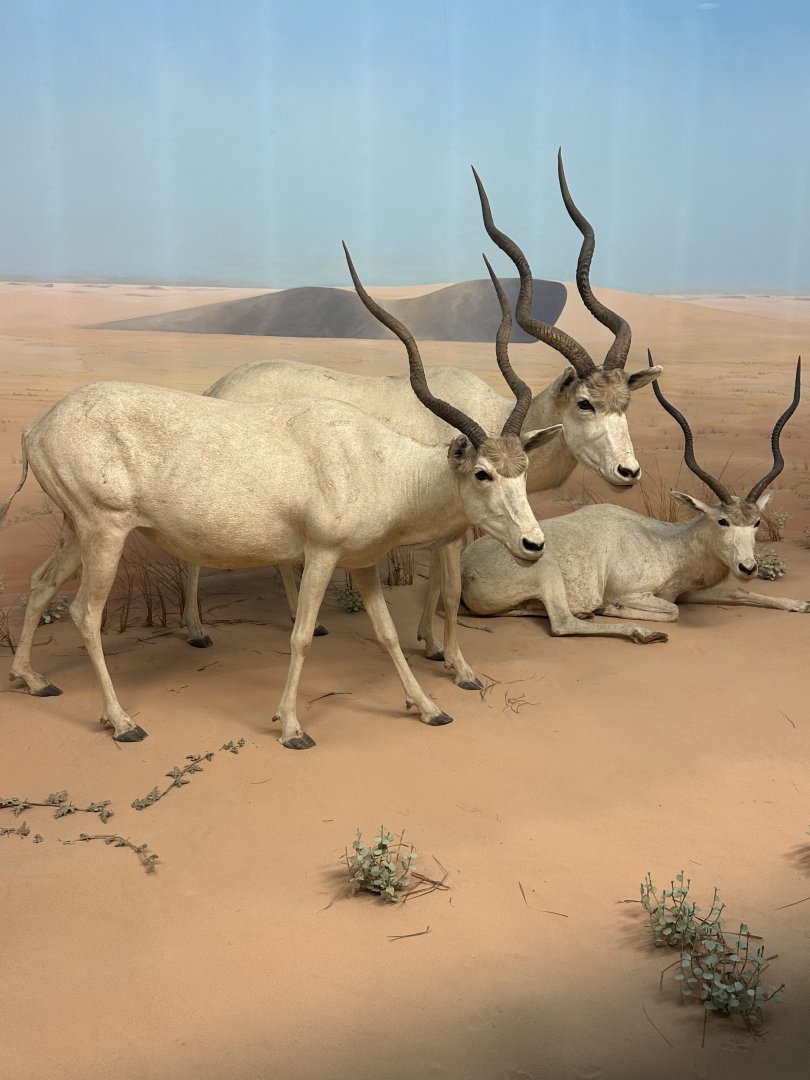 May 2025 - Africa - Addaxes