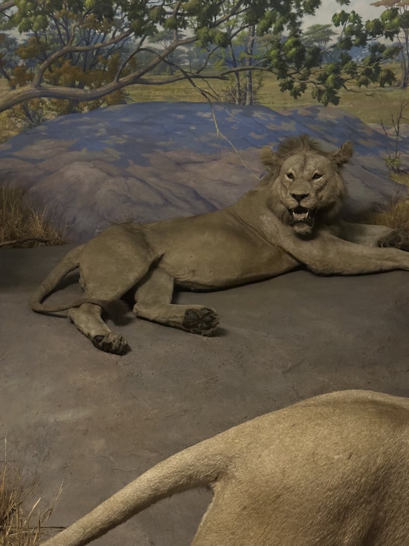 May 2025 - Africa - African Lion