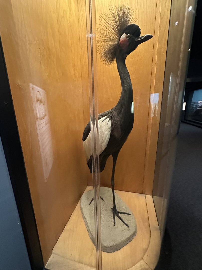 May 2025 - Africa - Black Crowned Crane