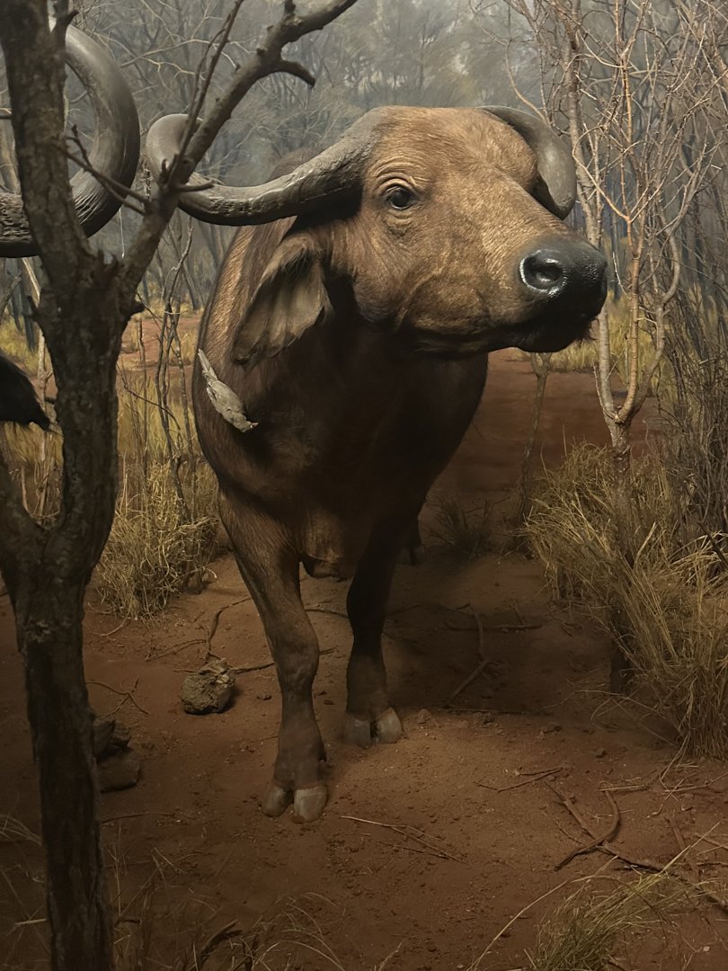 May 2025 - Africa - Cape (African) Buffalo