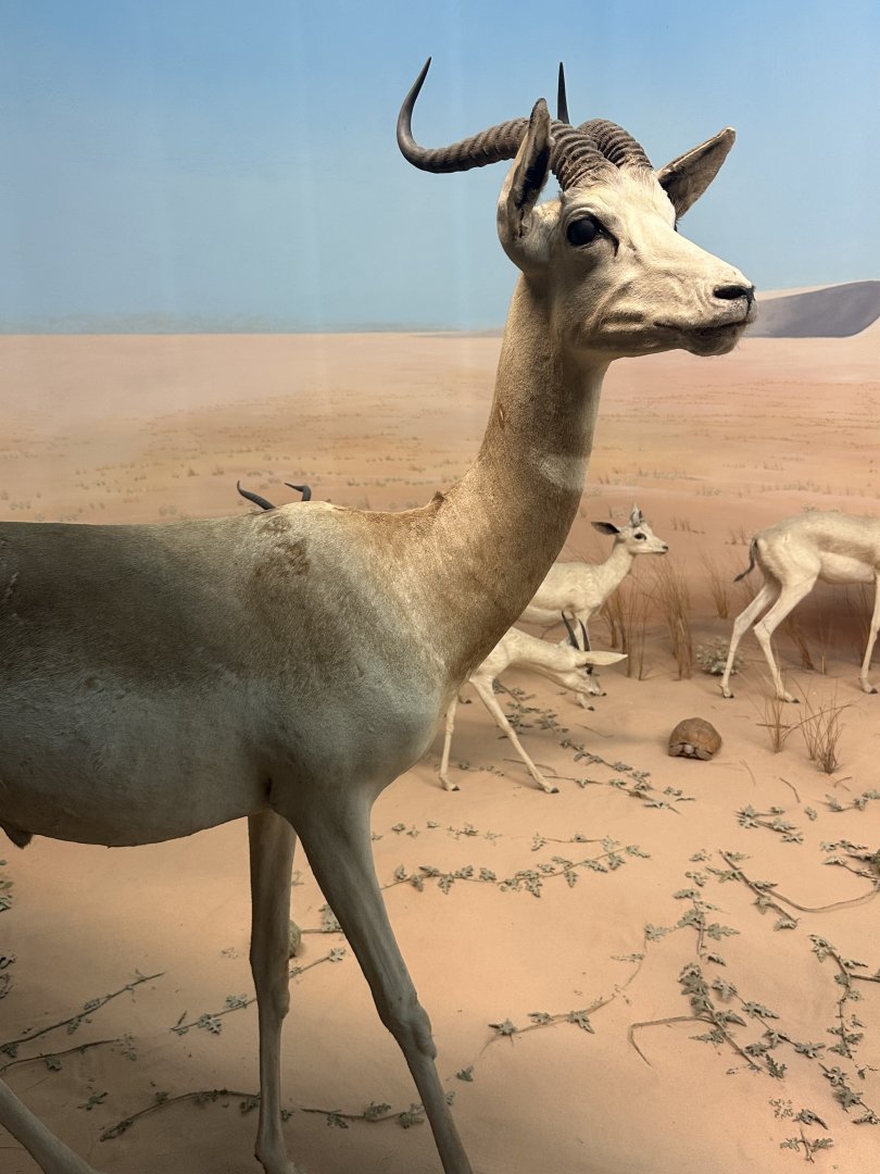 May 2025 - Africa - Dama Gazelle