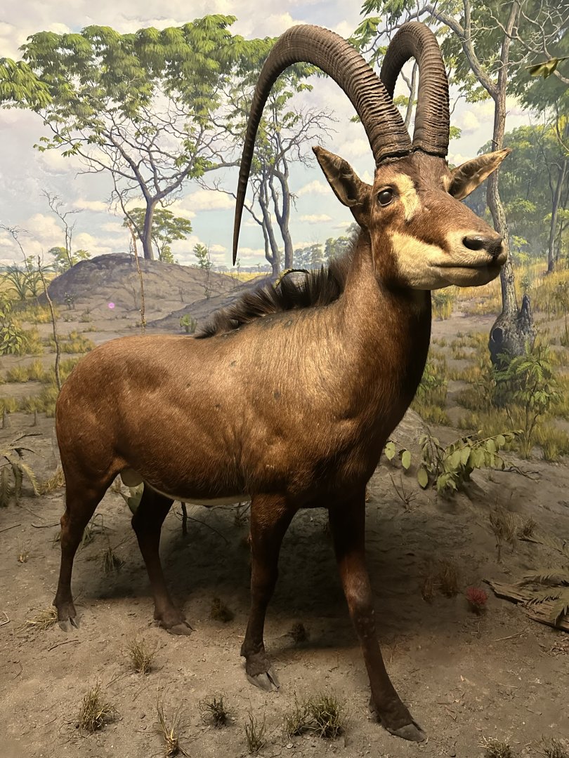 May 2025 - Africa - Giant Sable Antelope (H. n. variani)