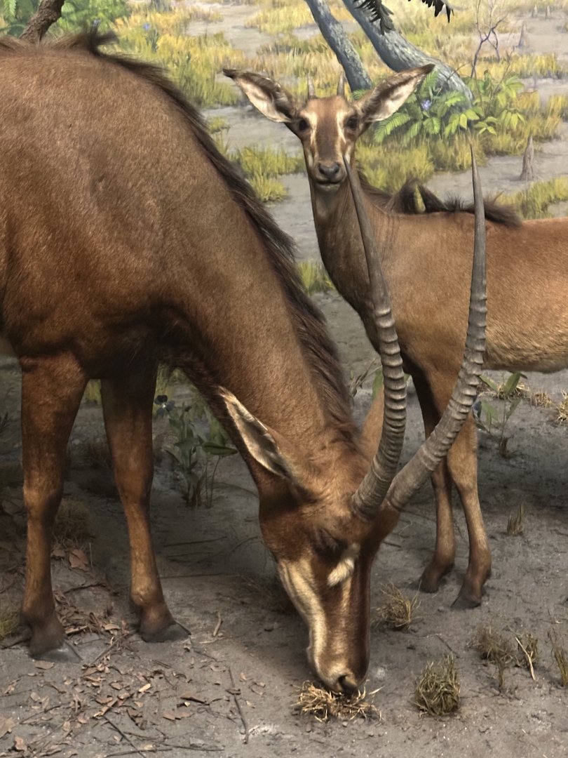 May 2025 - Africa - Giant Sable Antelope with Calf (H. n. variani)