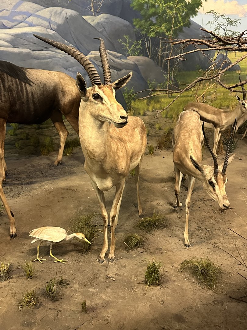 May 2025 - Africa - Grant’s Gazelles
