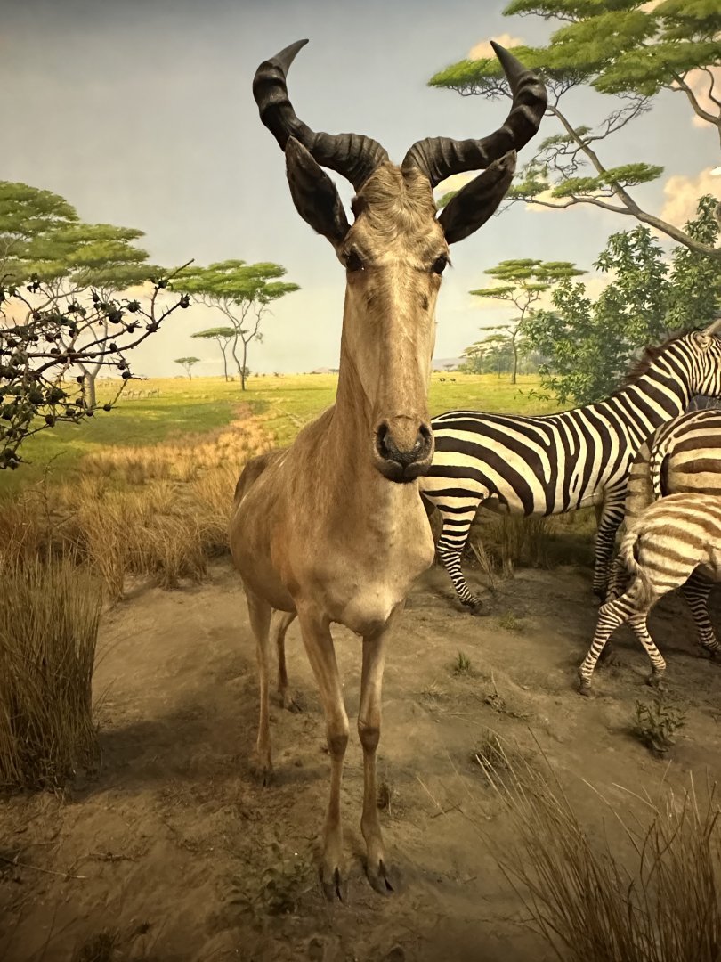 May 2025 - Africa - Kongoni (Hartebeest)