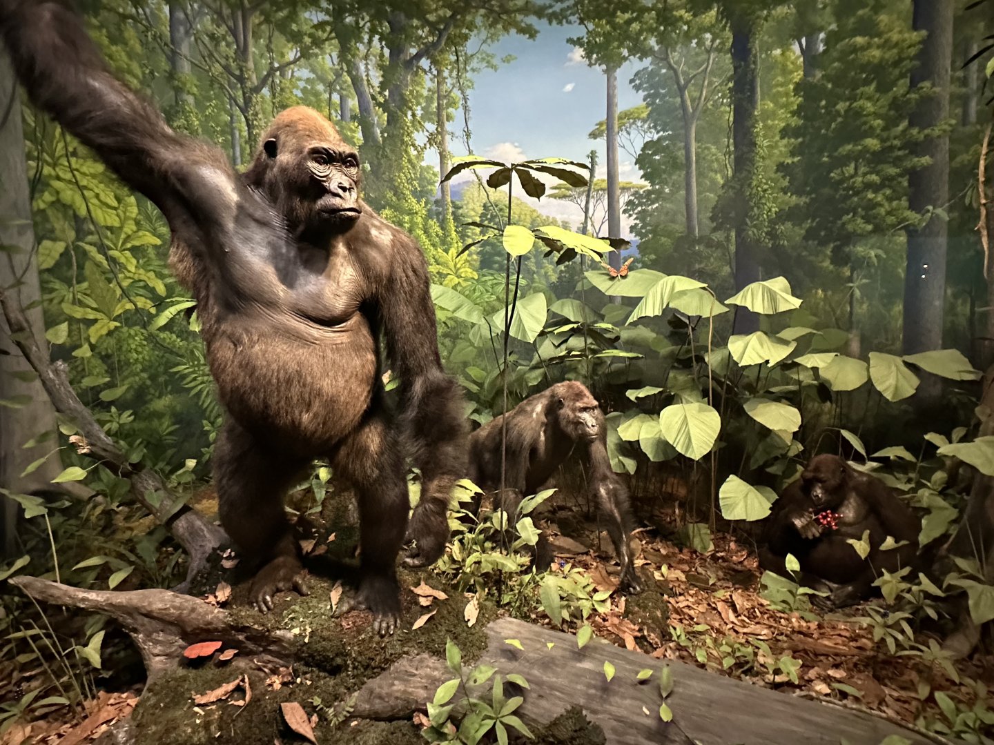 May 2025 - Africa - Lowland Gorillas