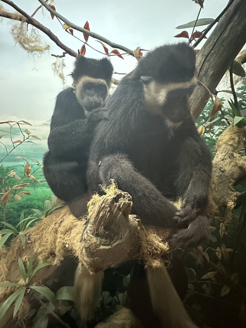 May 2025 - Africa - Mantled Guerezas