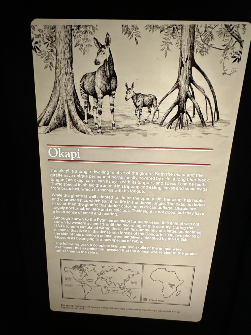 May 2025 - Africa - Okapi Signage