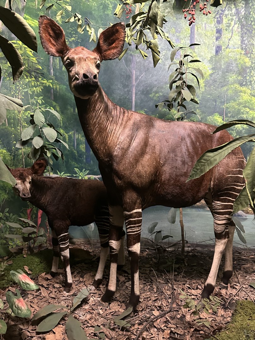 May 2025 - Africa - Okapi with Calf