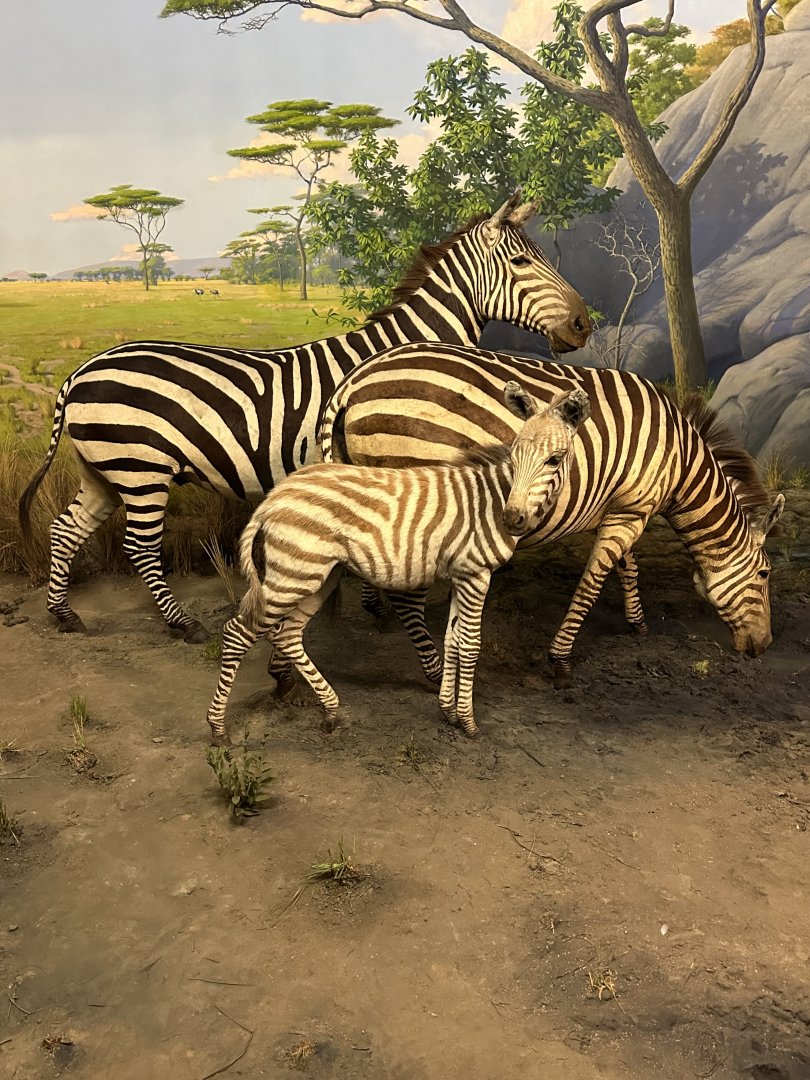 May 2025 - Africa - Plains (Grant’s) Zebras