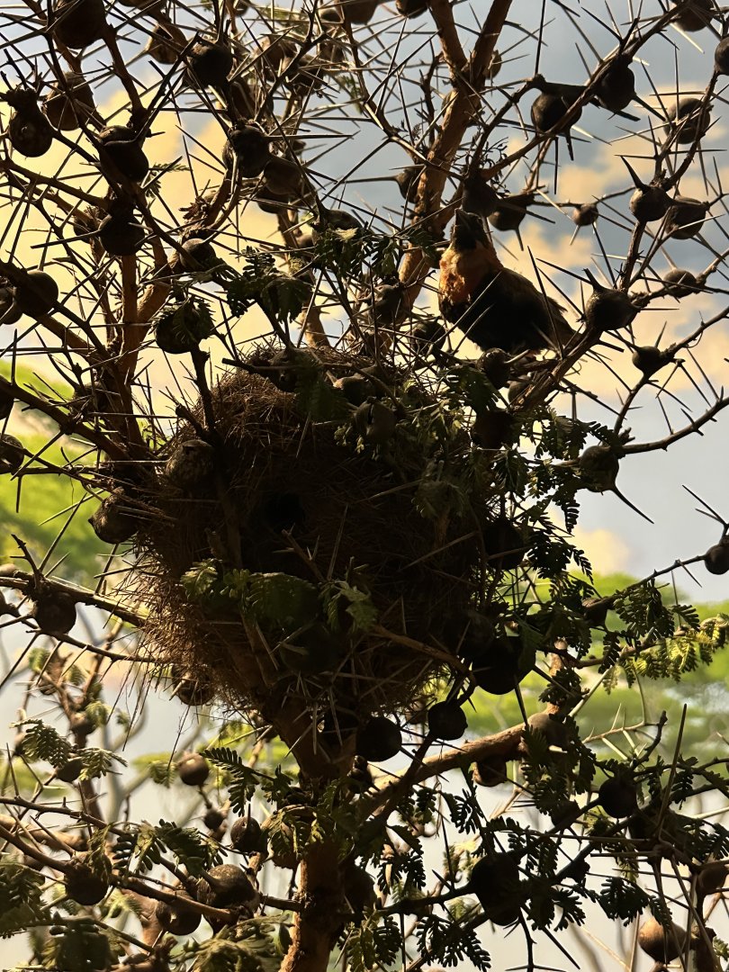 May 2025 - Africa - Red Bishop (Euplectes sp.)